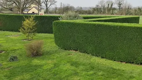 aménagement de jardin à Saint-Clément-de-la-Place - image 3