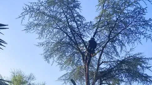 entretien des espaces verts à Candé - image 4